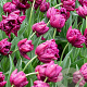 Tulipa (dea) 'Alison Bradley' 11-12 cm verpakt per 100