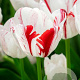 Tulipa (trh) 'One Direction' 11-12 cm verpakt per 100