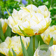 Tulipa (fos) 'Sweet Valley' 12 cm verpakt per 100