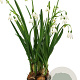 Leucojum aestivum 'Bridesmaid' 10 cm verpakt per 50