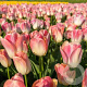 Tulipa (dar) 'Kunyun' 11-12 cm verpakt per 100