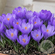 Crocus 'Aqua' verpakt per 100