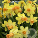 Narcissus (cyc) 'Fidan' 12-14 cm verpakt per 100