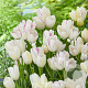 Tulipa (sla) 'Emilie' 12 cm verpakt per 100