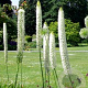 Eremurus himalaicus verpakt per 100