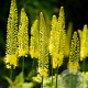 Eremurus stenophyllus verpakt per 100
