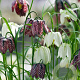 Fritillaria 'meleagris' Mix verpakt per 100