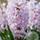 Hyacinthen China Pink verpakt per 50