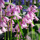 Hyacinthoides hispanica Roze/ Pink 8-10 cm verpakt per 100