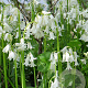 Hyacinthoides hispanica Wit/ White 8-10 cm verpakt per 100