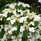 Hydrangea macrophylla 'White' verpakt per 25