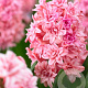 Hyacinthen Spring Beauty verpakt per 50