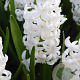 Hyacinthen White Pearl verpakt per 50