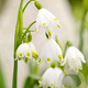 Leucojum vernum verpakt per 100
