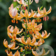 Lilium martagon Guinea Gold 16-18 cm verpakt per 25