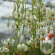 Lilium martagon Snowy Morning 16-18 cm verpakt per 25