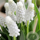 Muscari armeniacum Siberian Tiger 8-9 cm verpakt per 100