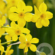 Narcissus Baby Boomer 10-12 cm verpakt per 100