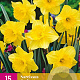 Narcissus 'Carlton' 10-12 cm verpakt per 100