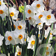 Narcissus 'Geranium' 12-14 cm verpakt per 100