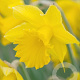 Narcissus 'Golden Harvest' 12-14 cm verpakt per 100