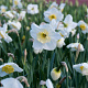 Narcissus 'Papillon Blanc' 10-12 cm verpakt per 100