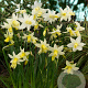 Narcissus 'Toto' 8-9 cm verpakt per 100