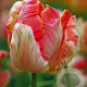 Tulipa Apricot Parrot 12 cm verpakt per 100