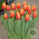 Tulipa (dar) 'Ad Rem' 11-12 cm verpakt per 100