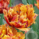 Tulipa Bastia 12 cm verpakt per 100