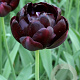 Tulipa 'Black Hero' 11-12 cm verpakt per 100