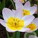 Tulipa bakeri 'Lilac Wonder' verpakt per 100