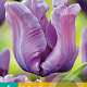 Tulipa 'Blue Parrot' 12 cm verpakt per 100