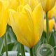 Tulipa 'Candela' 11-12 cm verpakt per 100