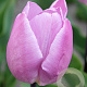 Tulipa 'Candy Prince' 11-12 cm verpakt per 100