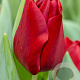 Tulipa Dynamo 12 cm verpakt per 100