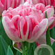 Tulipa Foxtrot 11-12 cm verpakt per 100