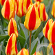 Tulipa Goudstuk 11-12 cm verpakt per 100