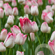Tulipa 'Judith Leysters' 11-12 cm verpakt per 100