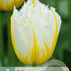 Tulipa (fri) 'Lemon Beauty' verpakt per 100