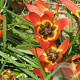 Tulipa Little Princess verpakt per 100