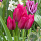 Tulipa Night Club 12 cm verpakt per 100
