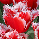 Tulipa New Santa 11-12 cm verpakt per 100