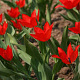 Tulipa praestans 'Zwanenburg' verpakt per 100