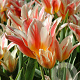 Tulipa 'Quebec' 11-12 cm verpakt per 100