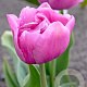Tulipa 'TableDance' 11-12 cm verpakt per 100