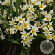 Tulipa turkestanica verpakt per 100