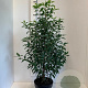 Prunus l. 'Angustifolia' 80-100 cm 7,5L