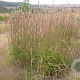 Andropogon g. 'Hummelo' GM P9