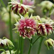 Aquilegia 'Nora Barlow' GM P9